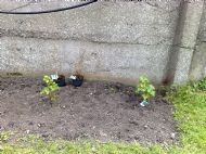 Fruit bushes going in 